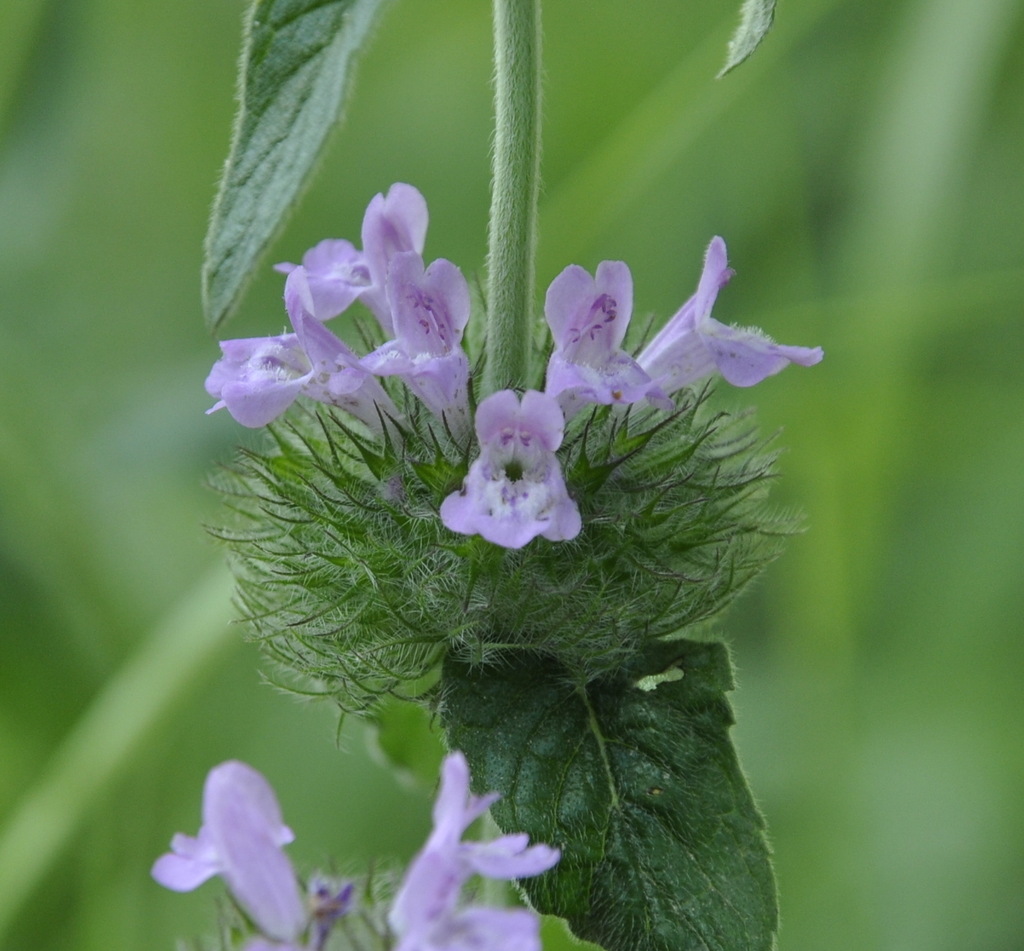 Изображение особи род Clinopodium.