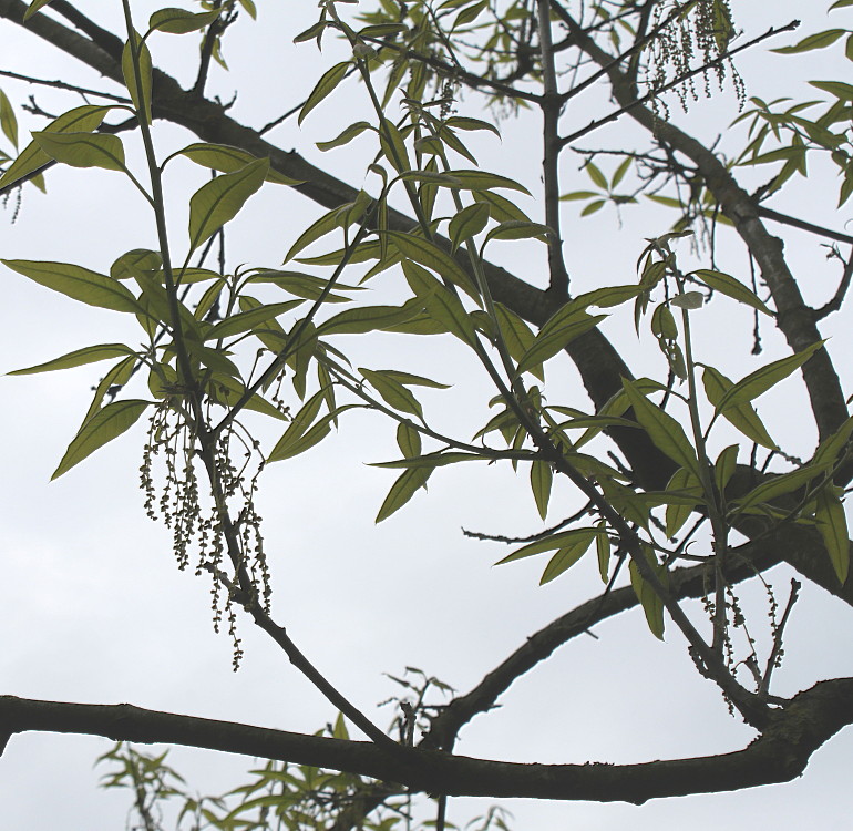 Изображение особи Quercus imbricaria.