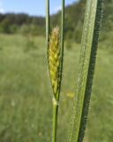 Carex atherodes