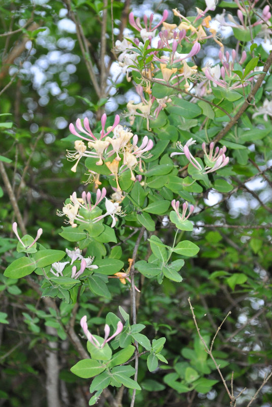 Image of Lonicera caprifolium specimen.