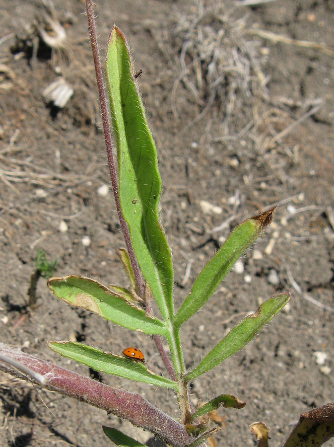 Изображение особи Lomelosia micrantha.