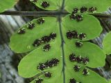 Gymnocarpium dryopteris