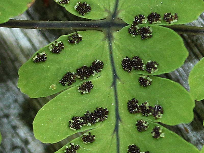 Image of Gymnocarpium dryopteris specimen.