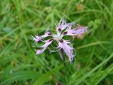 Dianthus superbus