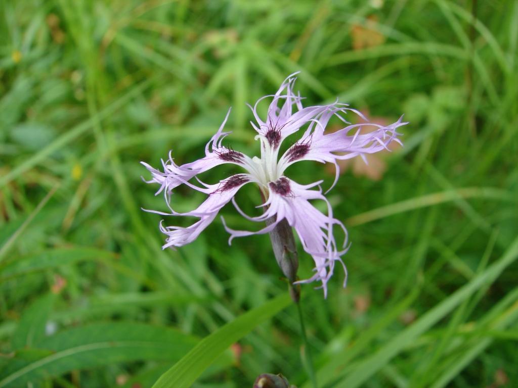 Изображение особи Dianthus superbus.