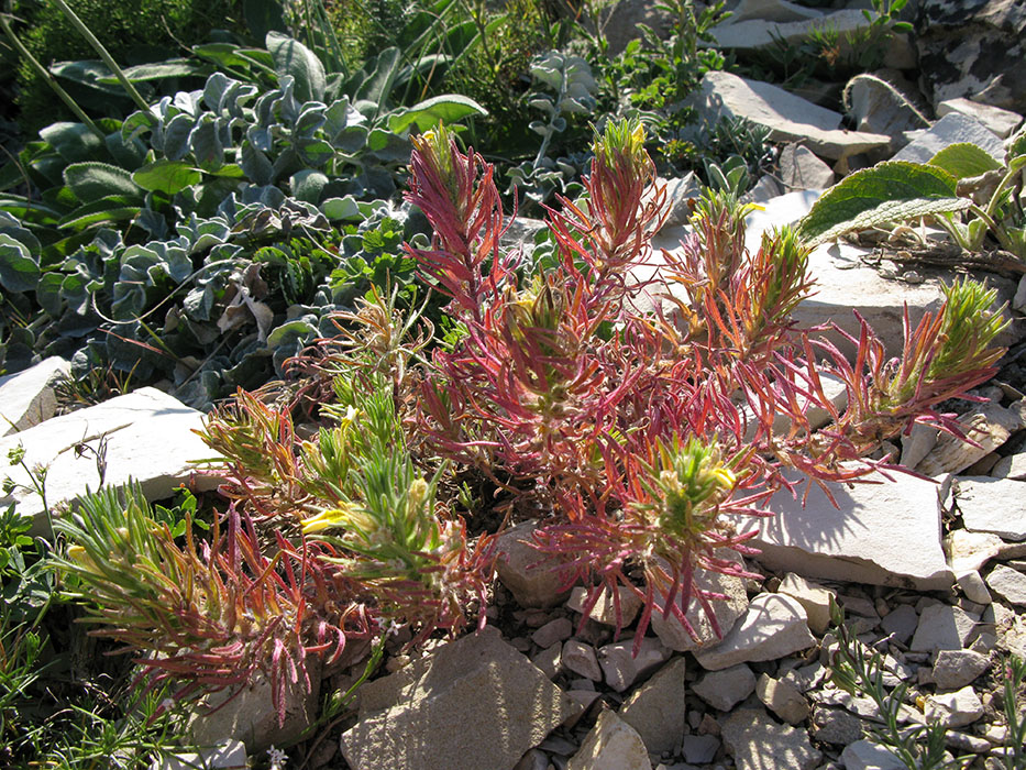 Image of Ajuga chia specimen.