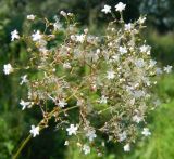 Valeriana officinalis