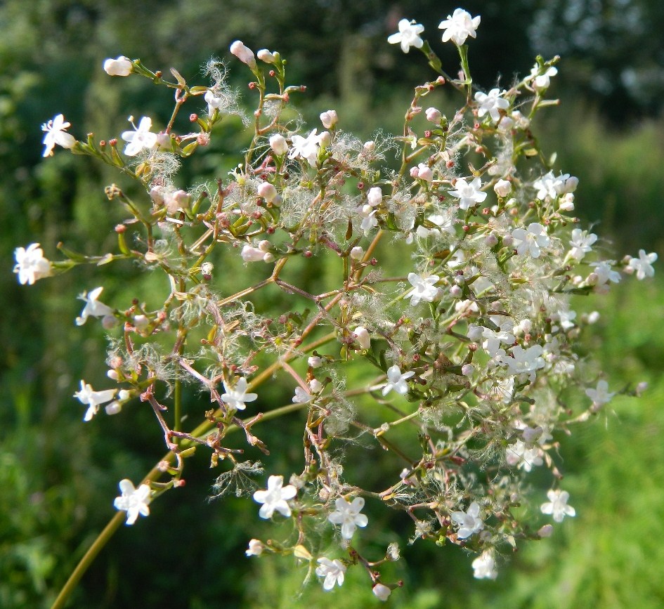 Image of Valeriana officinalis specimen.