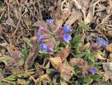 Pulmonaria mollis. Цветущее растение. Владивосток, Ботанический сад-институт ДВО РАН. 28 апреля 2013 г.