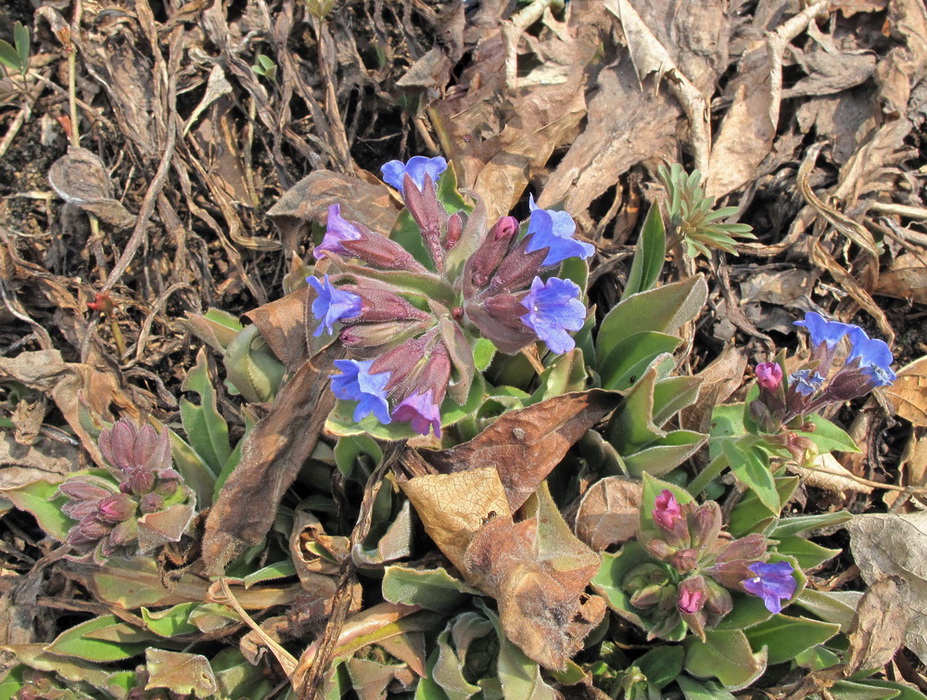 Изображение особи Pulmonaria mollis.