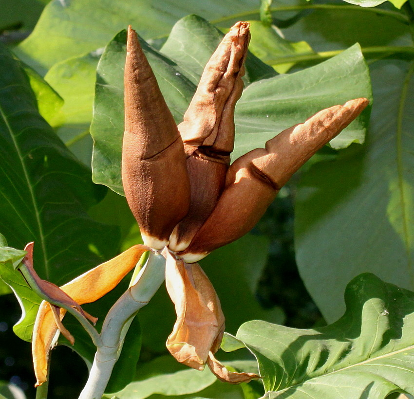 Изображение особи Magnolia officinalis.