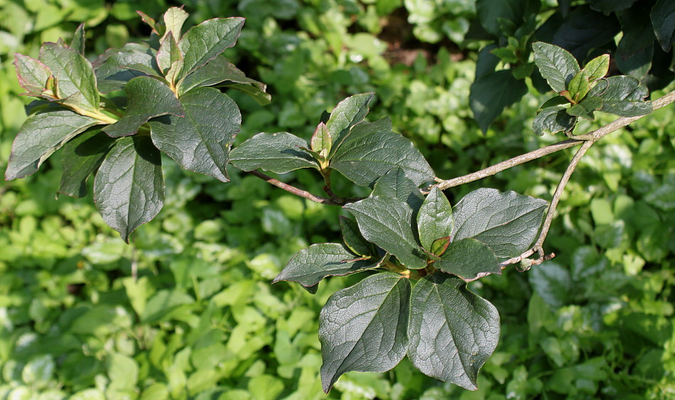 Изображение особи Leucothoe catesbaei.