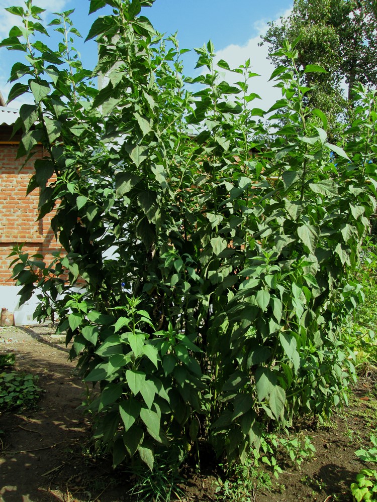 Image of Helianthus tuberosus specimen.