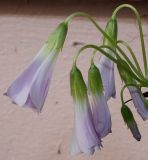 Oxalis triangularis