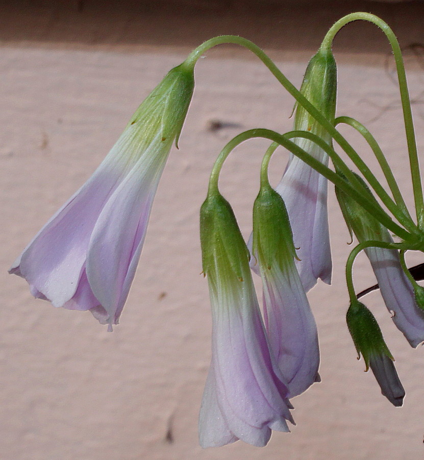 Image of Oxalis triangularis specimen.