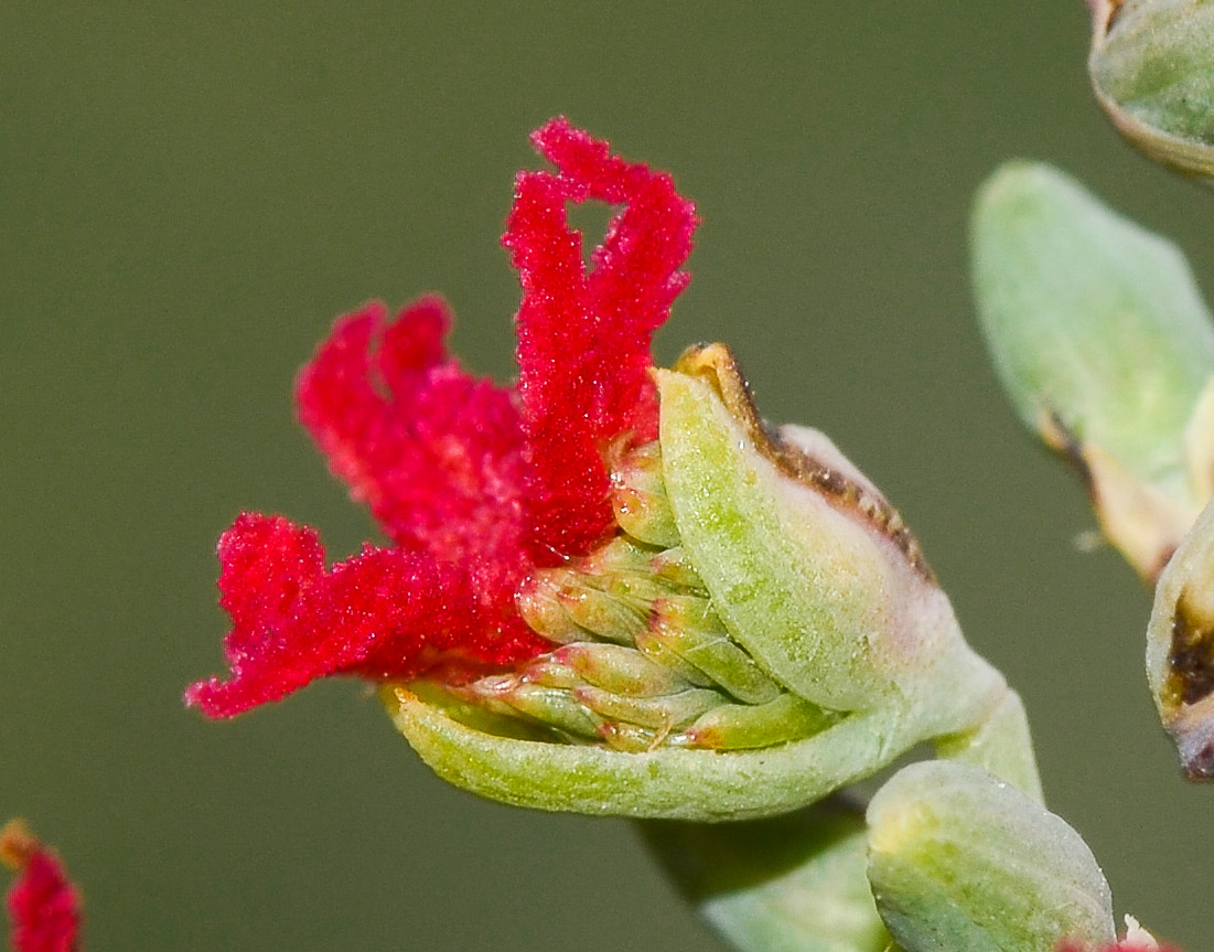 Image of Ricinus communis specimen.
