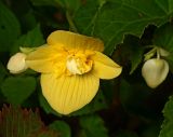 Begonia &times; tuberhybrida