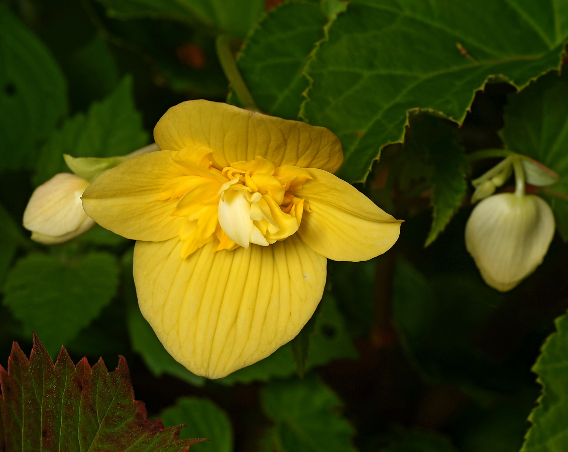 Изображение особи Begonia &times; tuberhybrida.