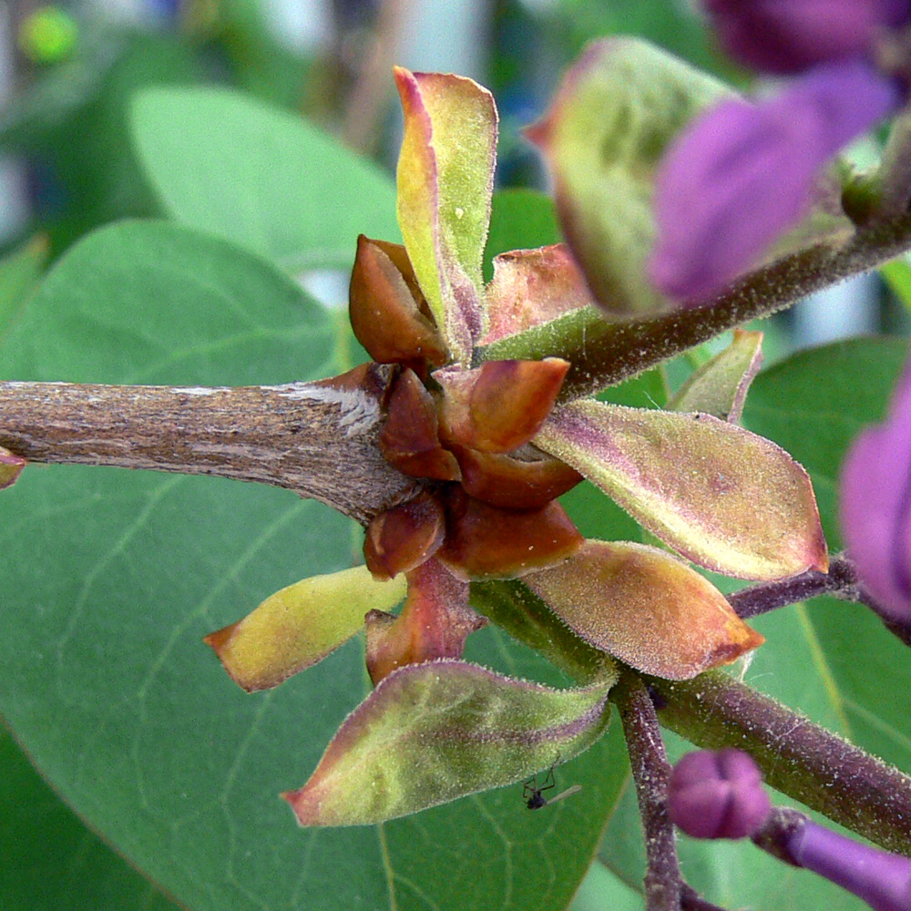 Image of Syringa vulgaris specimen.