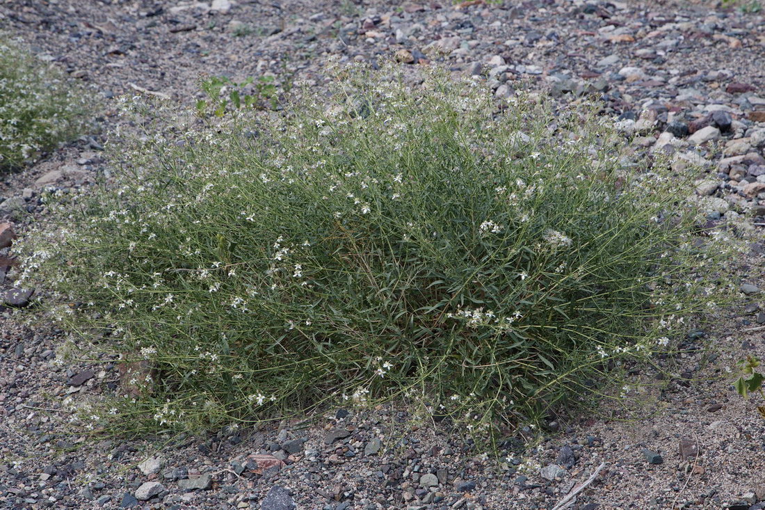 Image of Clematis songorica specimen.