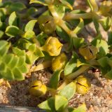 Honckenya peploides