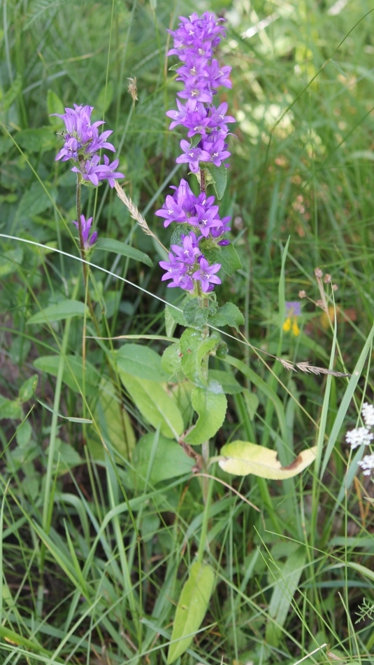 Image of Campanula glomerata specimen.