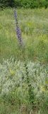 Campanula &times; spryginii