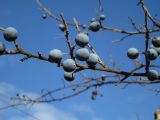 Prunus stepposa