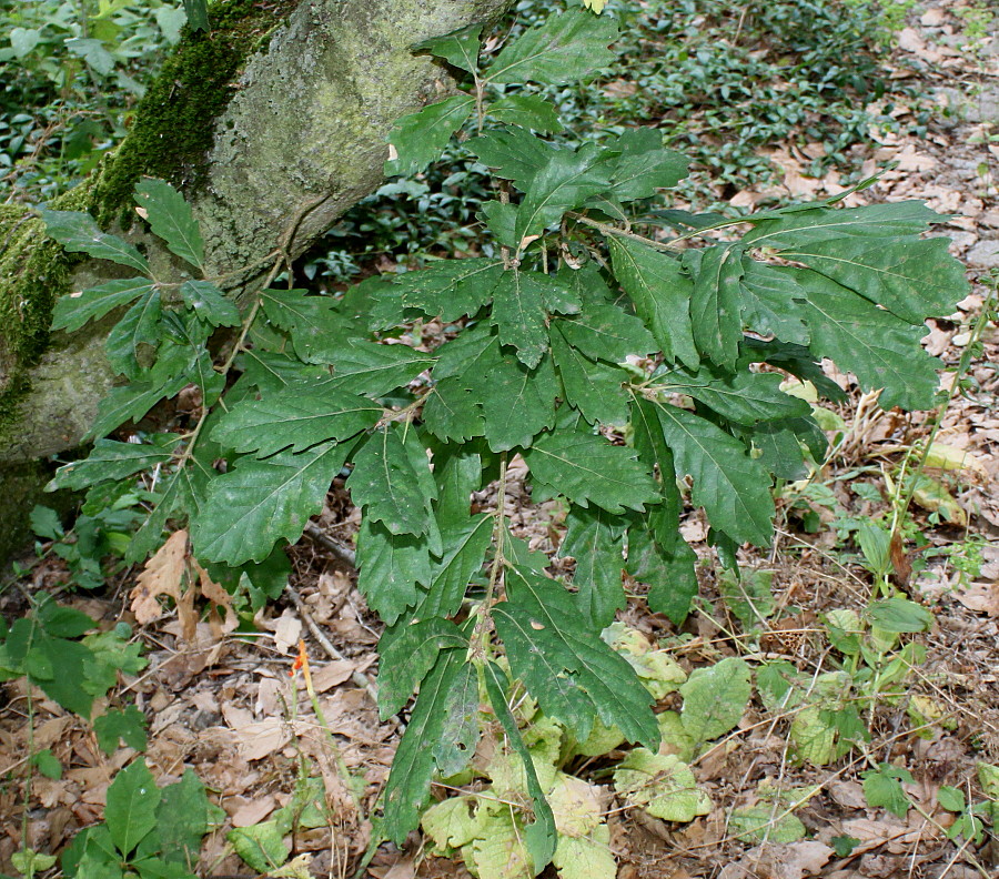 Image of Quercus &times; hispanica specimen.
