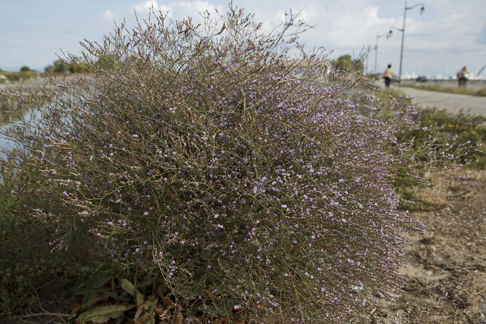 Изображение особи Limonium narbonense.