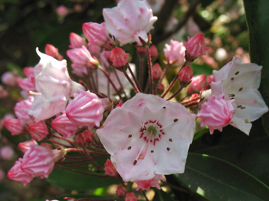Изображение особи Kalmia latifolia.