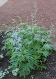 genus Delphinium