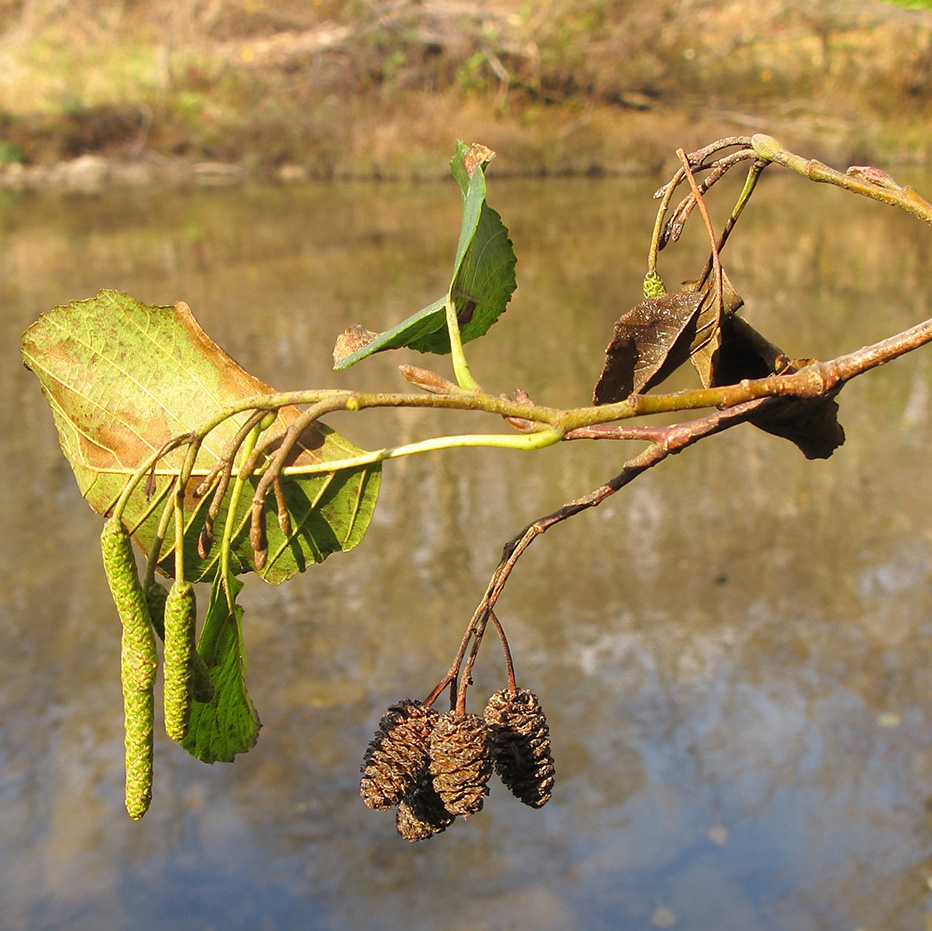 Изображение особи Alnus glutinosa.