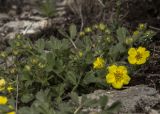 Potentilla incana