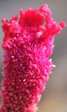 Celosia cristata