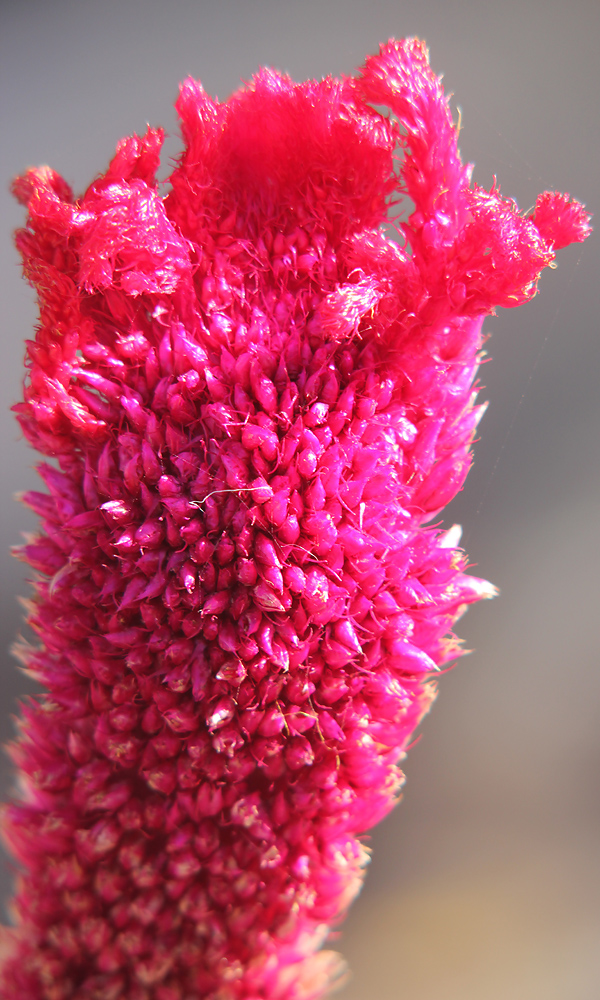 Image of Celosia cristata specimen.