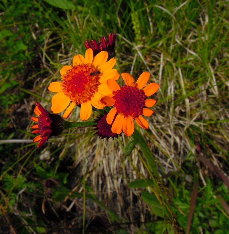 Изображение особи Tephroseris porphyrantha.