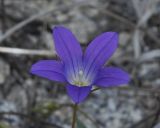 род Campanula