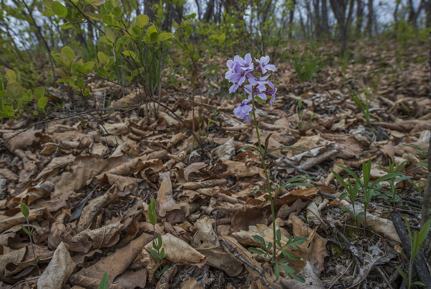 Image of Cardamine trifida specimen.