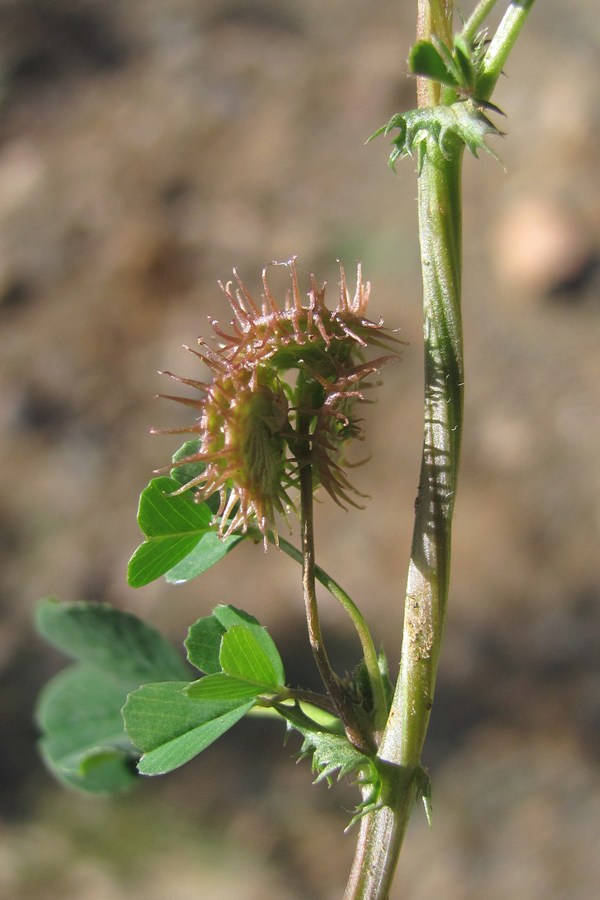 Image of Medicago denticulata specimen.