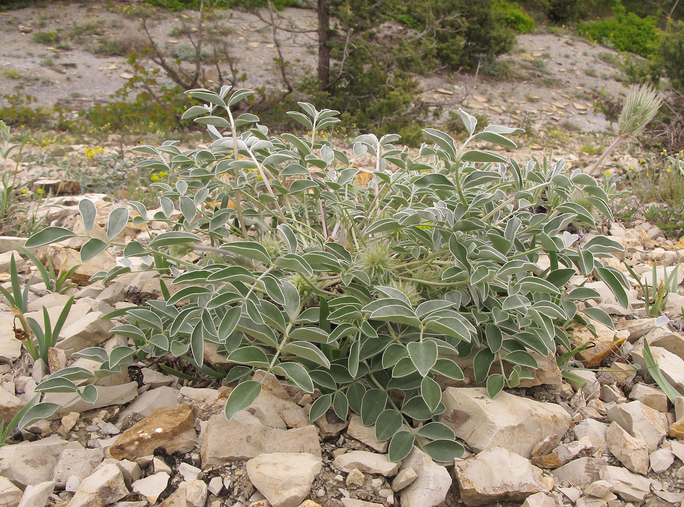 Image of Hedysarum candidum specimen.