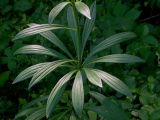 Lilium martagon