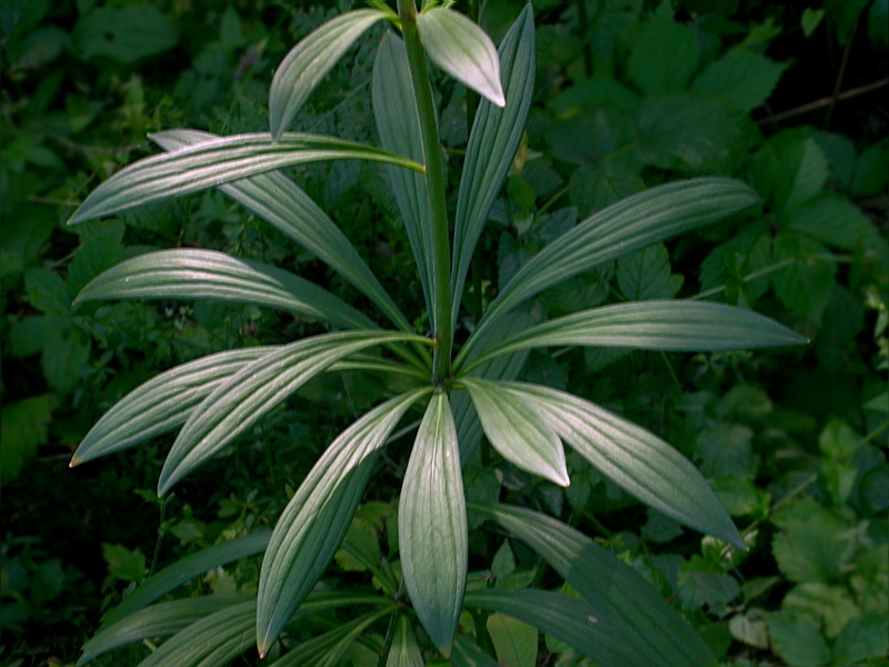 Изображение особи Lilium martagon.