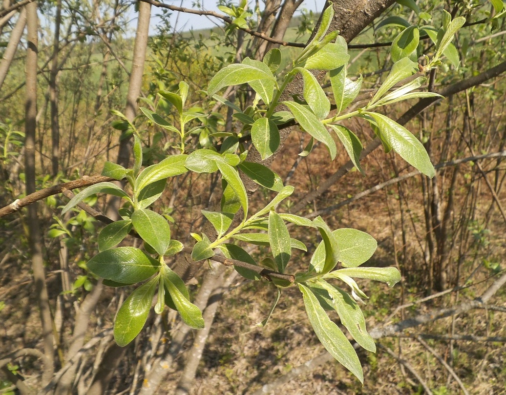 Image of genus Salix specimen.