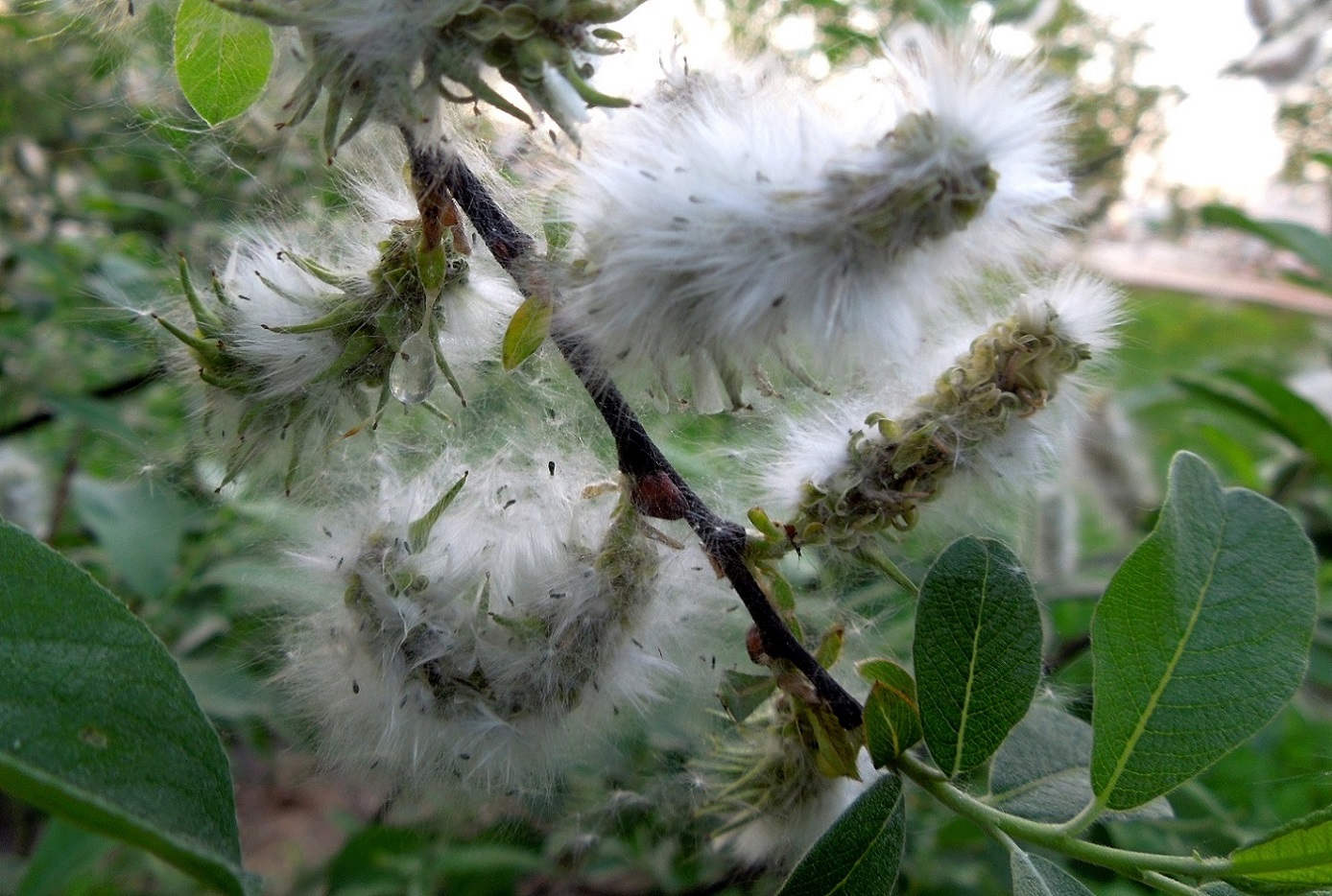 Image of Salix cinerea specimen.