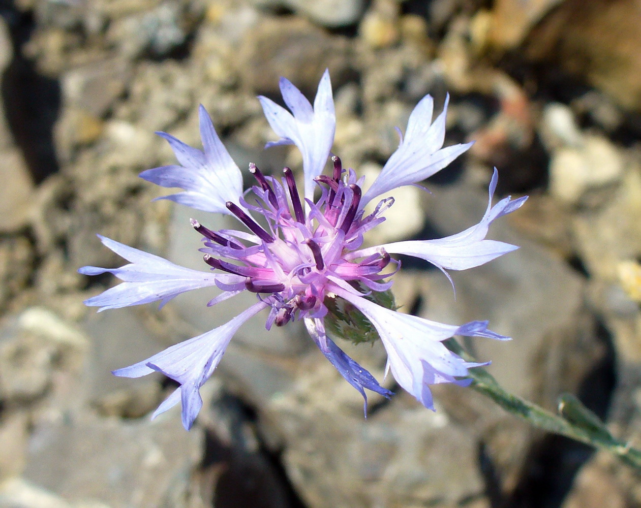 Image of Centaurea cyanus specimen.