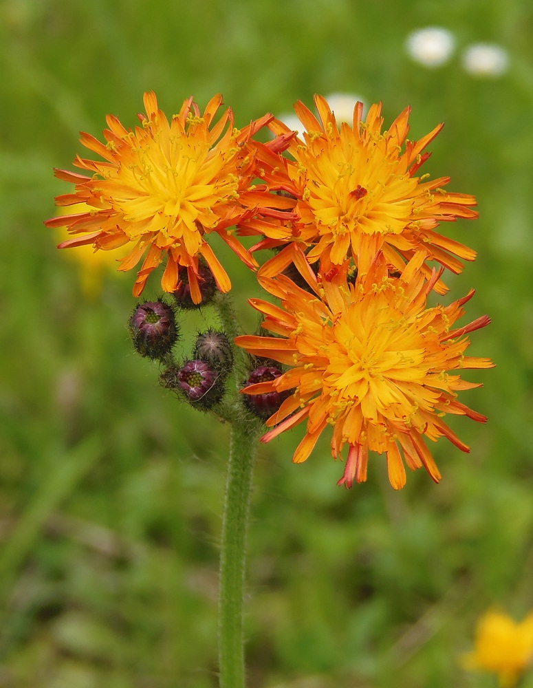 Image of Pilosella &times; roxolanica specimen.