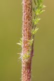 Image of taxon representative. Author is Анатолий Кузьмин