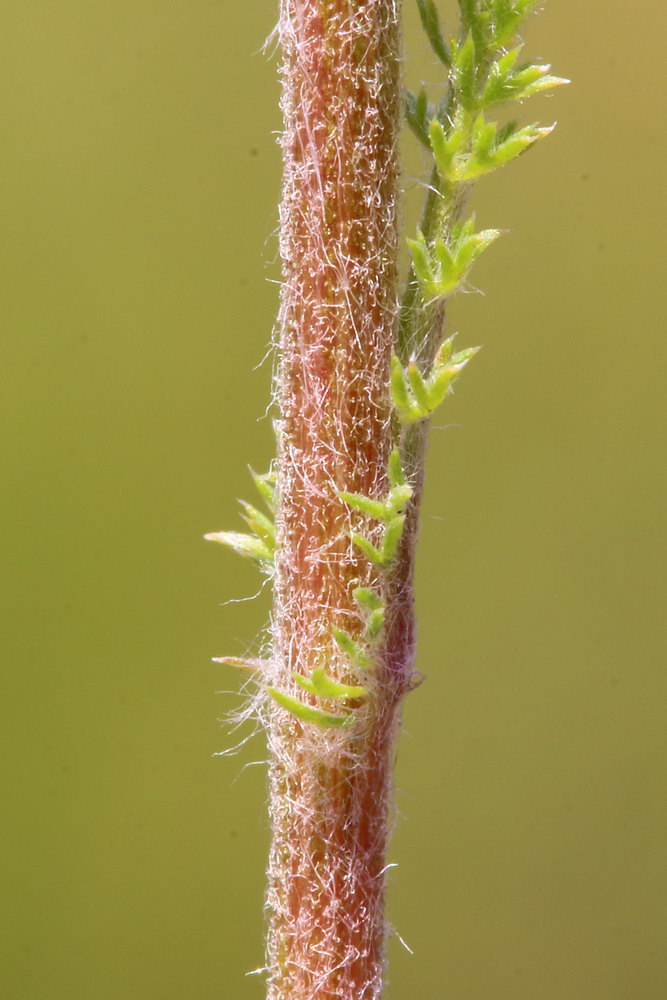 Image of genus Achillea specimen.
