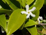 Trachelospermum jasminoides